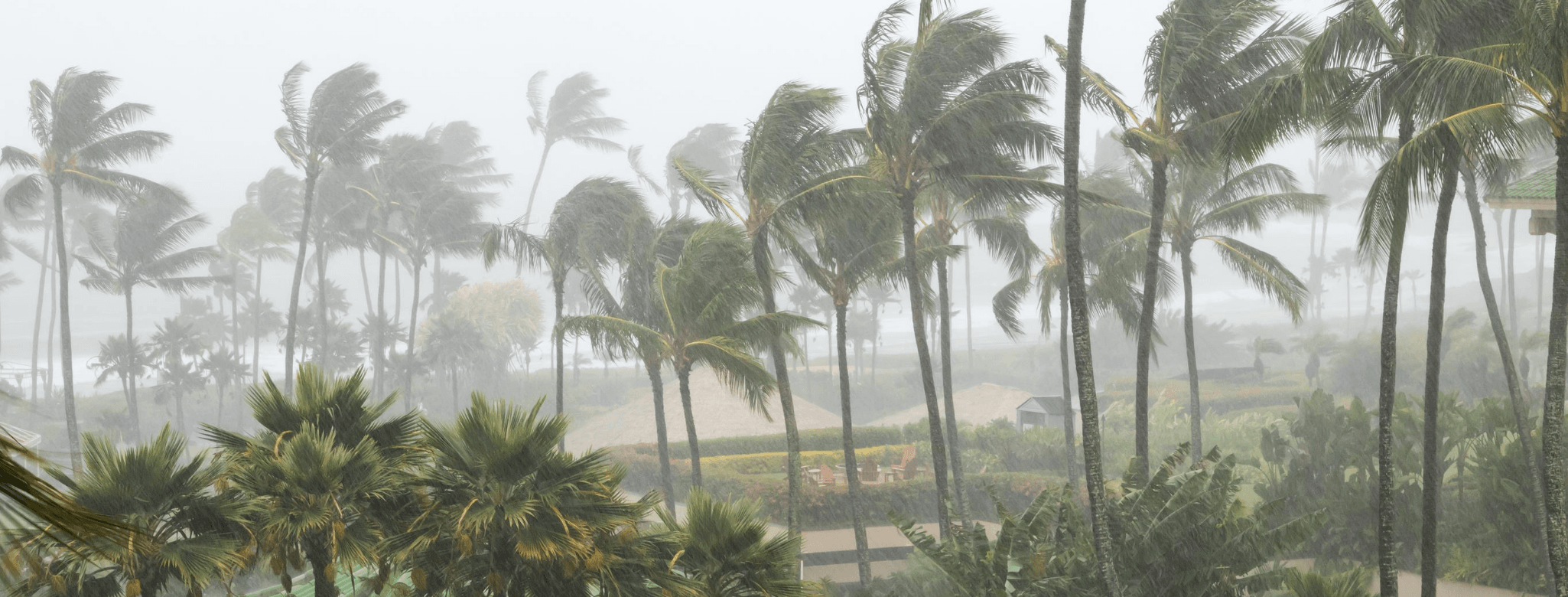 Hurricane Palm Trees